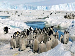 Из-за раннего таяния льда в Антарктиде погибла вторая по величине колония императорских пингвинов