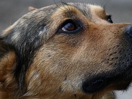 Как в Днепре ветеринары спасают жизнь бездомным животным