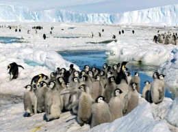 В Антарктиде погибла вторая по величине колония императорских пингвинов