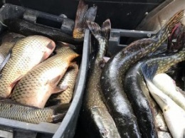 Полицейские Днепропетровщины изьяли около 100кг незаконно выловленной рыбы различных пород (ФОТО)