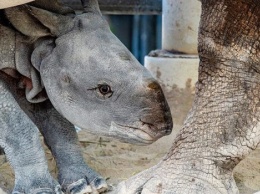 В США впервые родился носорог после искусственного оплодотворения,- ФОТО