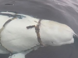 Норвежские рыбаки обнаружили белуху с прикрепленным к ней оборудованием, вероятно, сбежавшую от российских военных