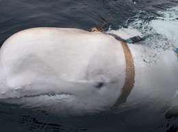 Норвежские рыбаки прикормили кита-беглеца, служившего в ВМФ России