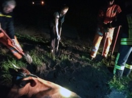 Пасхальная спецоперация: на Днепропетровщине чрезвычайники спасали корову Зорьку