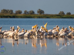 В Одесскую область прилетели около сотни пеликанов