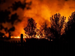 В родном лесу Винни-Пуха случился пожар