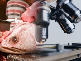 Обеспечит 100% иммунитет: Медики рассказали, чем полезна вонючая рыба