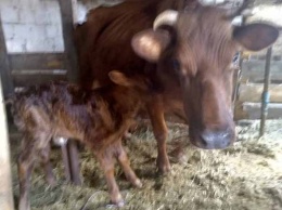 У беременной коровки Милки, которую спасли от мясника, родился теленок (ФОТО)