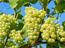 Виноград может стать причиной головных болей - врач
