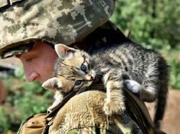 Кто из них котик? Украинские герои показали пушистых любимцев, сеть разрывает от эмоций