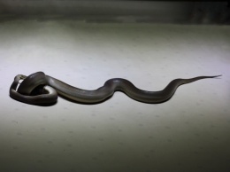 Осторожно: змеи заползают в квартиры
