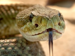 В Кривом Роге змея заползла в дом и спряталась под батареей