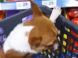 Днепрянка возила собаку в тележке по супермаркету и хвасталась этим в соцсетях