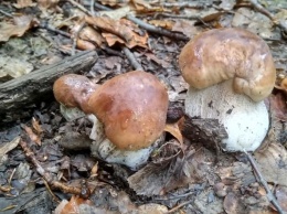 В лесах Закарпатья появились первые белые грибы - Фото