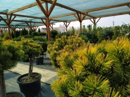 Садовый центр «Art Land» готов предоставить для вас лучшие растения