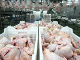Украина бьет рекорды по производству курятины