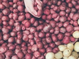 В Дании первый урожай органической картошки и продали по 200 евро за килограмм