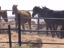 Что будет с лошадьми, которые в Днепре умирали голодной смертью: первые подробности (Фото/Видео)