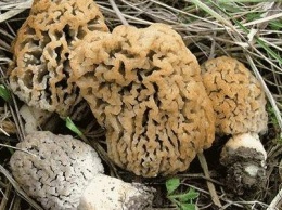 Не часто встретишь: на Полтавщине нашли необычный гриб
