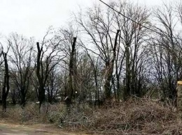 В Никополе спилят 800 аварийных деревьев