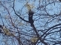 В Николаеве спасли котенка, три дня просидевшего на дереве - его уже начали клевать вороны