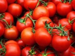 В Украину завезли 38 тонн зараженных помидоров из Турции