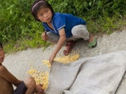 Северной Корее грозит голод из-за засухи