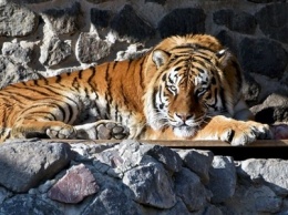 Как в Киеве питомцы зоопарка радуются солнцу