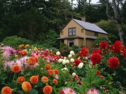 Какие цветы в мае можно посадить в саду и на даче: дельные подсказки