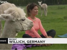 В Германии открыли школу альпака-йоги