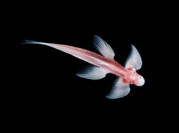 Ученые показали рыбу с уникальной способностью: завидует вся водная фауна