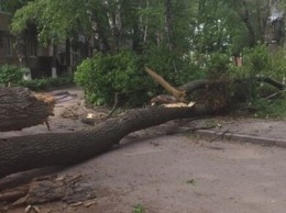 Штормовое предупреждение в Киеве - в столице падают деревья