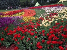 Выставка тюльпанов в Киеве: как выглядят цветочные "Сказки мира", - ФОТО