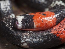 Биологи обнаружили в желудке рептилии неизвестную науке змею
