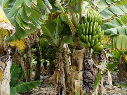 Изменение климата ускорило распространение банановой болезни