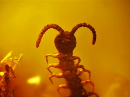 Ученые обнаружили самое древнее насекомое: ему 99 миллионов лет
