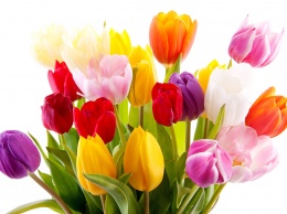 В Днепре нездоровый спрос на живые цветы: тюльпаны вообще пропали