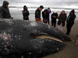 Вблизи Калифорнии массово гибнут киты из-за недоедания и кораблей, - ученые бьют тревогу