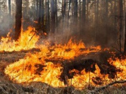 Как избежать пожаров в николаевских лесах