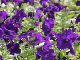 В Никополе на цветы для клумб потратили 450 000 гривен