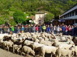 Во французскую начальную школу из-за недобора "зачислили" 15 баранов и овец