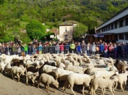 Во Франции овец зачислили в школу, чтобы заполнить класс