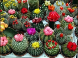 Дом природы приглашает на выставку кактусов и экзотических растений