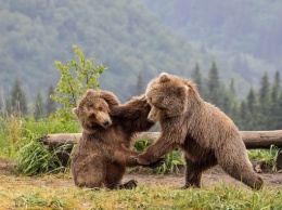 В США два огромных медведя подрались во дворе жилого дома: видео