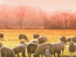 Конфуз дня: в школу вместе с учениками набрали баранов и овец