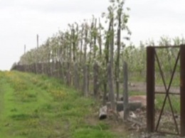 Жестокое убийство семьи фермера на Винниччине: подробности и версии