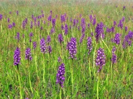 На Николаевщине зацвело орхидное поле, которое спасли от уничтожения