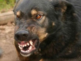 Одесситка приютила двух бродячих собак, которые бросаются на людей и "терроризируют" соседей