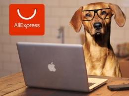 Мило и технологично: Эксперты назвали лучшие гаджеты для домашних животных с AliExpress