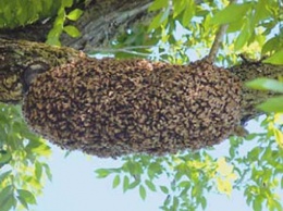 На Днепропетровщине спасли детей от грозных пчел